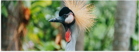 WallClassics - Poster Glanzend – Kroonkraan Vogel Tussen de Bomen - 90x30 cm Foto op Posterpapier met Glanzende Afwerking