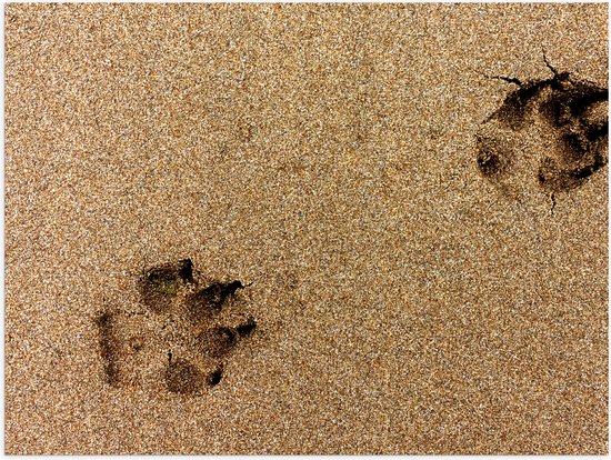 WallClassics - Poster Glanzend – Sporen van een Hond in het Zand - 80x60 cm Foto op Posterpapier met Glanzende Afwerking