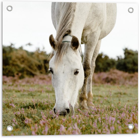 WallClassics - Tuinposter – Wit Paard in de Wei - 50x50 cm Foto op Tuinposter  (wanddecoratie voor buiten en binnen)