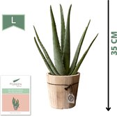 Dr. Green® Zusje Green in Pure Wood - met kweekhandleiding - Aloë vera plant 35 cm - ⌀ 14 cm - Kamerplanten - Vetplant - Kamerplant luchtzuiverend