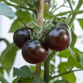 Tomaten zaden - Pottomaat Blaue Zimmertomate