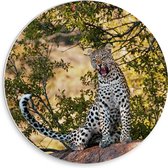 WallClassics - Cercle mural en panneau de mousse PVC - Léopard rugissant sur un rocher - Photo 30x30 cm sur cercle mural (avec système d'accrochage)