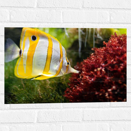 WallClassics - Muursticker - Geel met Witte Vlindervis in het Water - 60x40 cm Foto op Muursticker