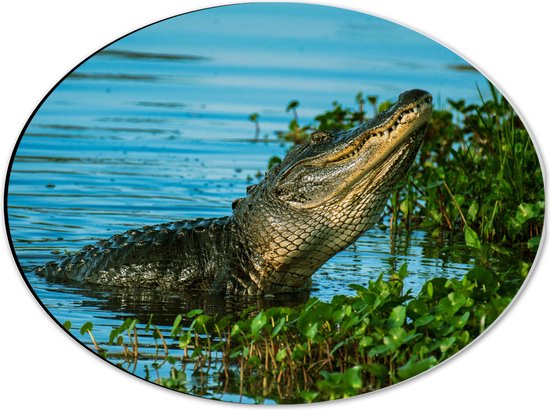 WallClassics - Dibond Ovaal - Krokodil aan de Rand van een Rivier - 40x30 cm Foto op Ovaal (Met Ophangsysteem)