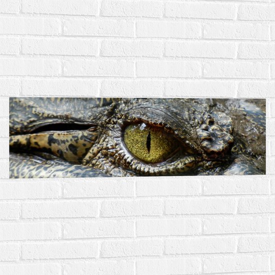 WallClassics - Muursticker - Oeil de crocodile - 90x30 cm Photo sur Muursticker