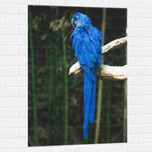 WallClassics - Muursticker - Blauwe Ara Papegaai op een Tak - 70x105 cm Foto op Muursticker