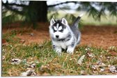 WallClassics - Dibond - Siberische Husky Pup Rennend door het Gras - 75x50 cm Foto op Aluminium (Met Ophangsysteem)