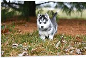 WallClassics - Dibond - Siberische Husky Pup Rennend door het Gras - 105x70 cm Foto op Aluminium (Met Ophangsysteem)