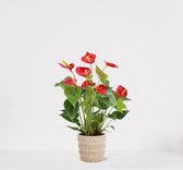 Anthurium Rood in sierpot Feline – bloeiende kamerplant – flamingoplant – 40-50cm - Ø13 – geleverd met plantenpot – vers uit de kwekerij