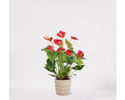 Anthurium Rood in sierpot Feline – bloeiende kamerplant – flamingoplant – 40-50cm - Ø13 – geleverd met plantenpot – vers uit de kwekerij