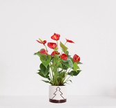 Anthurium Rood in sierpot Addit Tree Bordeaux Rood – bloeiende kamerplant – flamingoplant – 40-50cm - Ø13 – geleverd met plantenpot – vers uit de kwekerij