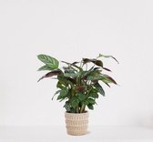 Calathea Compactstar in sierpot Feline – luchtzuiverende kamerplant – pauwenplant – living plant - 35-45cm - Ø13 – geleverd met plantenpot – vers uit de kwekerij