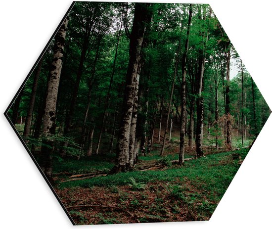 WallClassics - Dibond Hexagon - Smalle Bomen in Donkergroen gekleurd Bos - 30x26.1 cm Foto op Hexagon (Met Ophangsysteem)