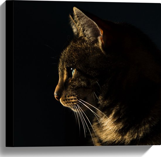 WallClassics - Canvas  - Poes in de Nacht - 40x40 cm Foto op Canvas Schilderij (Wanddecoratie op Canvas)