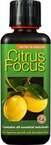 Citrus focus - 300 ml - Citrusbomen - MyPalmShop