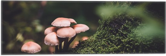 WallClassics - Drapeau - Champignons près de la mousse dans la forêt - Photo 60x20 cm sur drapeau en polyester