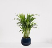 Areca in sierpot Livia Donker Blauw – luchtzuiverende kamerplant – eenvoudig te onderhouden Goudpalm - 35-50cm - Ø15 – geleverd met plantenpot – vers uit de kwekerij