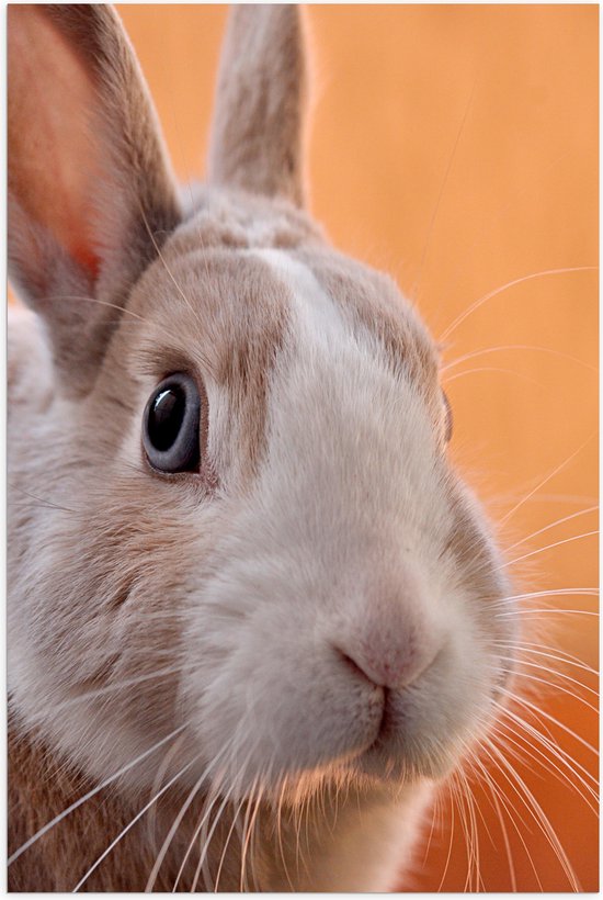 WallClassics - Poster (Mat) - Schattig Bruin Konijntje - 50x75 cm Foto op Posterpapier met een Matte look