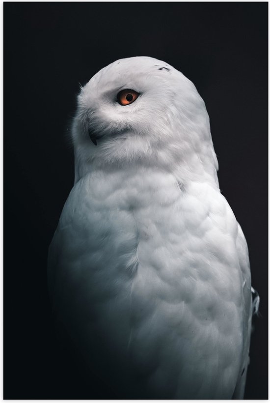WallClassics - Poster (Mat) - Witte Uil met Zwarte Achtergrond - 60x90 cm Foto op Posterpapier met een Matte look