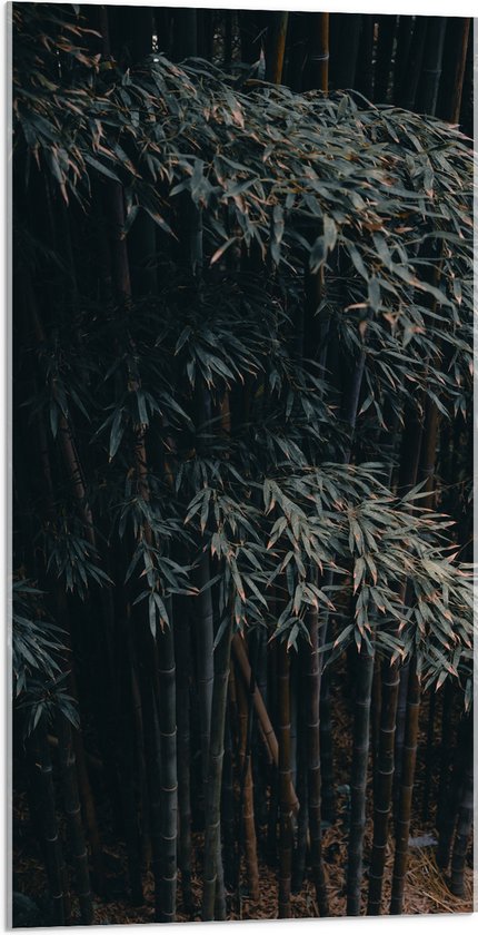 WallClassics - Acrylglas - Donkere Bamboe Bomen - 50x100 cm Foto op Acrylglas (Met Ophangsysteem)
