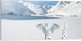 WallClassics - Dibond - Zwaan in Besneeuwde Bergen - 100x50 cm Foto op Aluminium (Met Ophangsysteem)