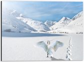 WallClassics - Dibond - Zwaan in Besneeuwde Bergen - 40x30 cm Foto op Aluminium (Met Ophangsysteem)