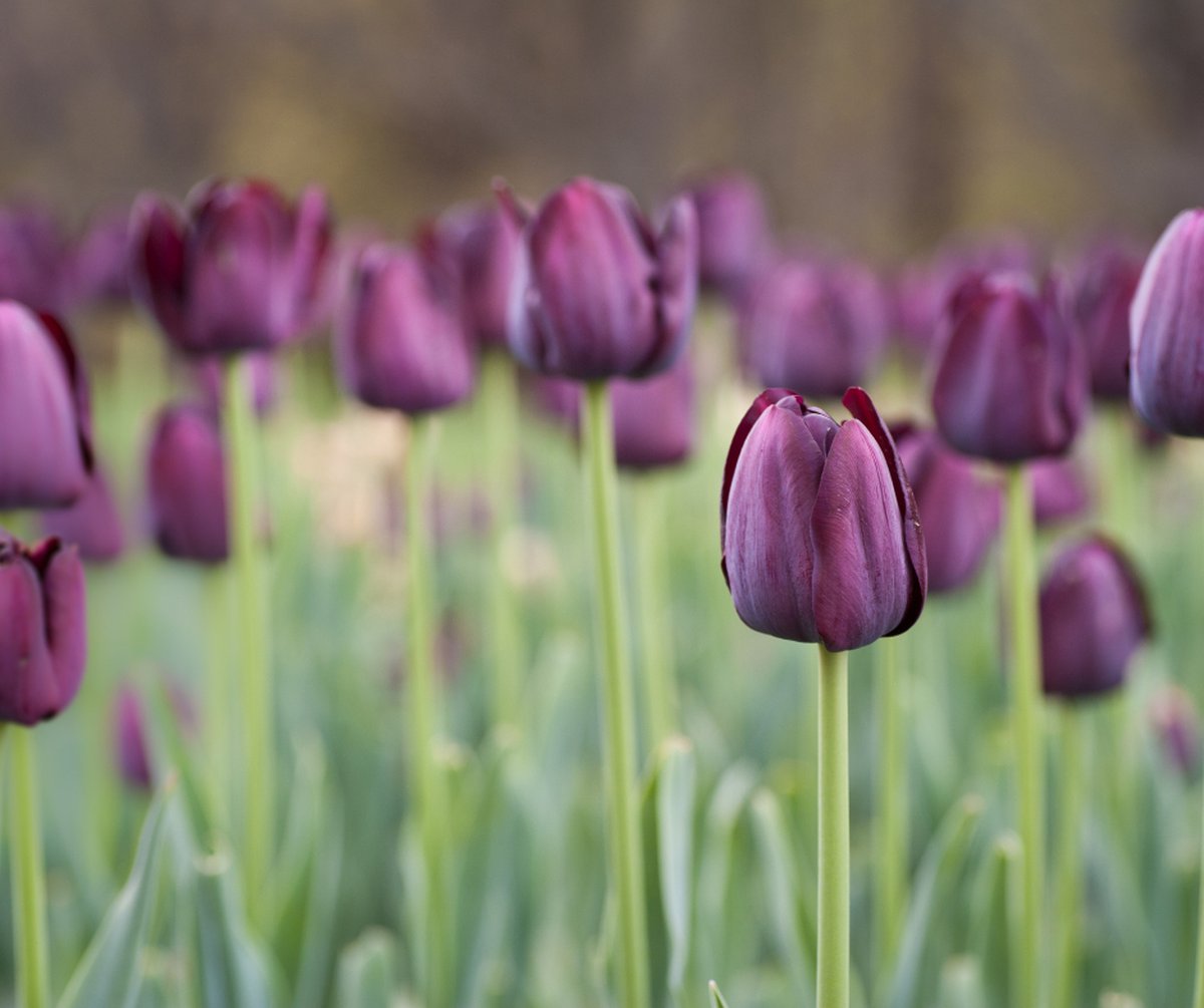 Tulp - Purple Prince - 25 bollen - bloembollen