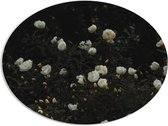 WallClassics - PVC Schuimplaat Ovaal - Struik met Witte Bloemen - 108x81 cm Foto op Ovaal  (Met Ophangsysteem)