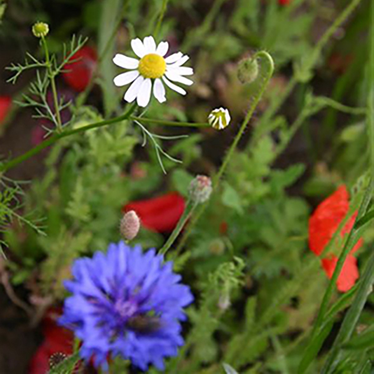 Holland Mengsel - Veldbloemen Zaden Wilde Bloemen - 100 gram - 65 vierkante meter - Meerjarig
