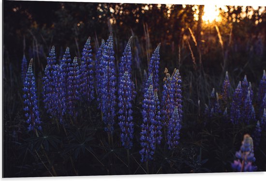 WallClassics - Dibond - Blauwe Lupine Plant - 105x70 cm Foto op Aluminium (Wanddecoratie van metaal)