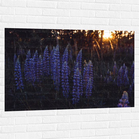 WallClassics - Muursticker - Blauwe Lupine Plant - 120x80 cm Foto op Muursticker