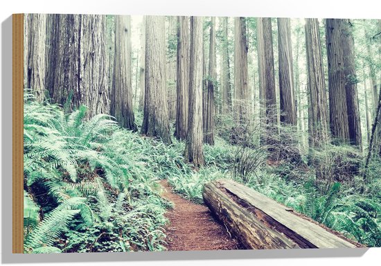 WallClassics - Bois - Tronc d'Arbre dans la Forêt - 60x40 cm - 12 mm d'épaisseur - Photo sur Bois (Avec Système d'accrochage)
