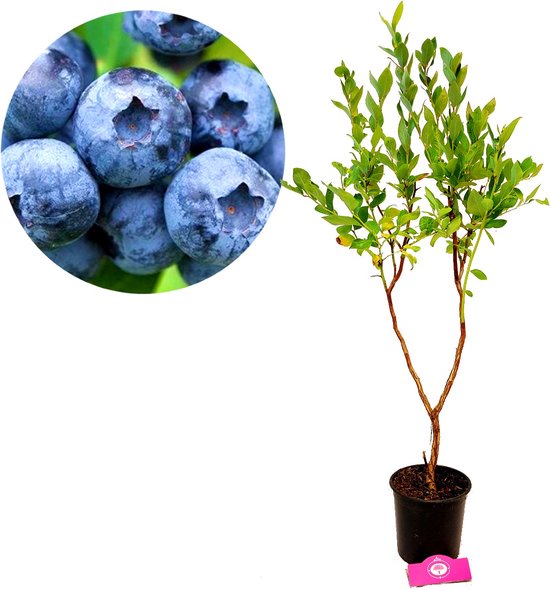 Foto: Vaccinium corymbosum jersey amerikaanse blauwe bes 2 liter pot 