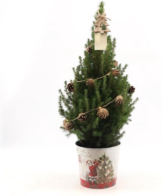 Fresh from Nature - Kleine Kerstboom in Kerstmis pot met verlichting  'Pinecone light'... | bol.com