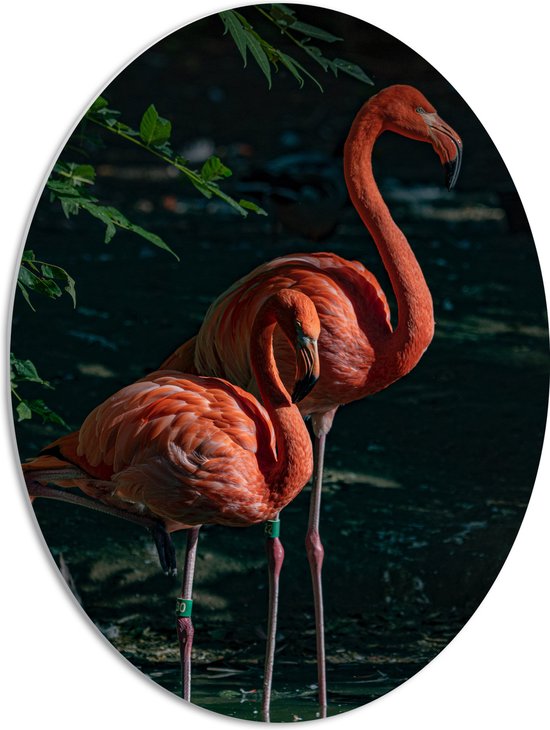 WallClassics - Feuille de Mousse PVC Ovale - Deux Flamants Roses à l'Ombre - 51x68 cm Photo sur Ovale (Avec Système d'accrochage)