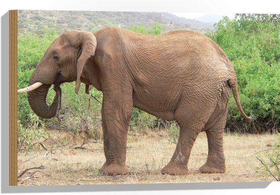 WallClassics - Hout - Aziatische Olifant aan het Eten - 60x40 cm - 12 mm dik - Foto op Hout (Met Ophangsysteem)