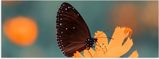 WallClassics - Poster Glanzend – Zwart / Bruine Vlinder op Oranje Bloem - 90x30 cm Foto op Posterpapier met Glanzende Afwerking