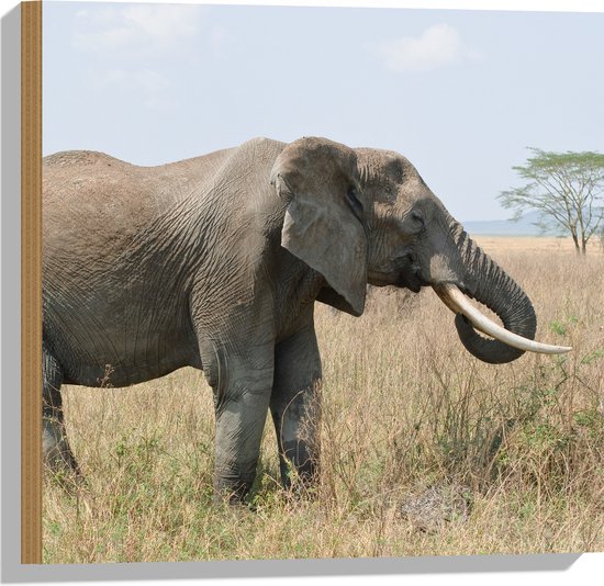 WallClassics - Hout - Afrikaanse Olifant in het Gras - 50x50 cm - 12 mm dik - Foto op Hout (Met Ophangsysteem)