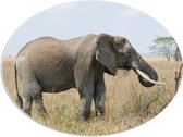 WallClassics - PVC Schuimplaat Ovaal - Afrikaanse Olifant in het Gras - 80x60 cm Foto op Ovaal  (Met Ophangsysteem)