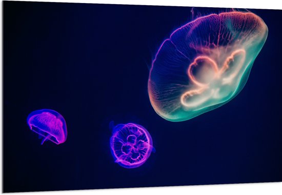 WallClassics - Verre Acrylique - Méduses Colorées Sous Water - 150x100 cm Photo sur Verre Acrylique (Avec Système d'accrochage)