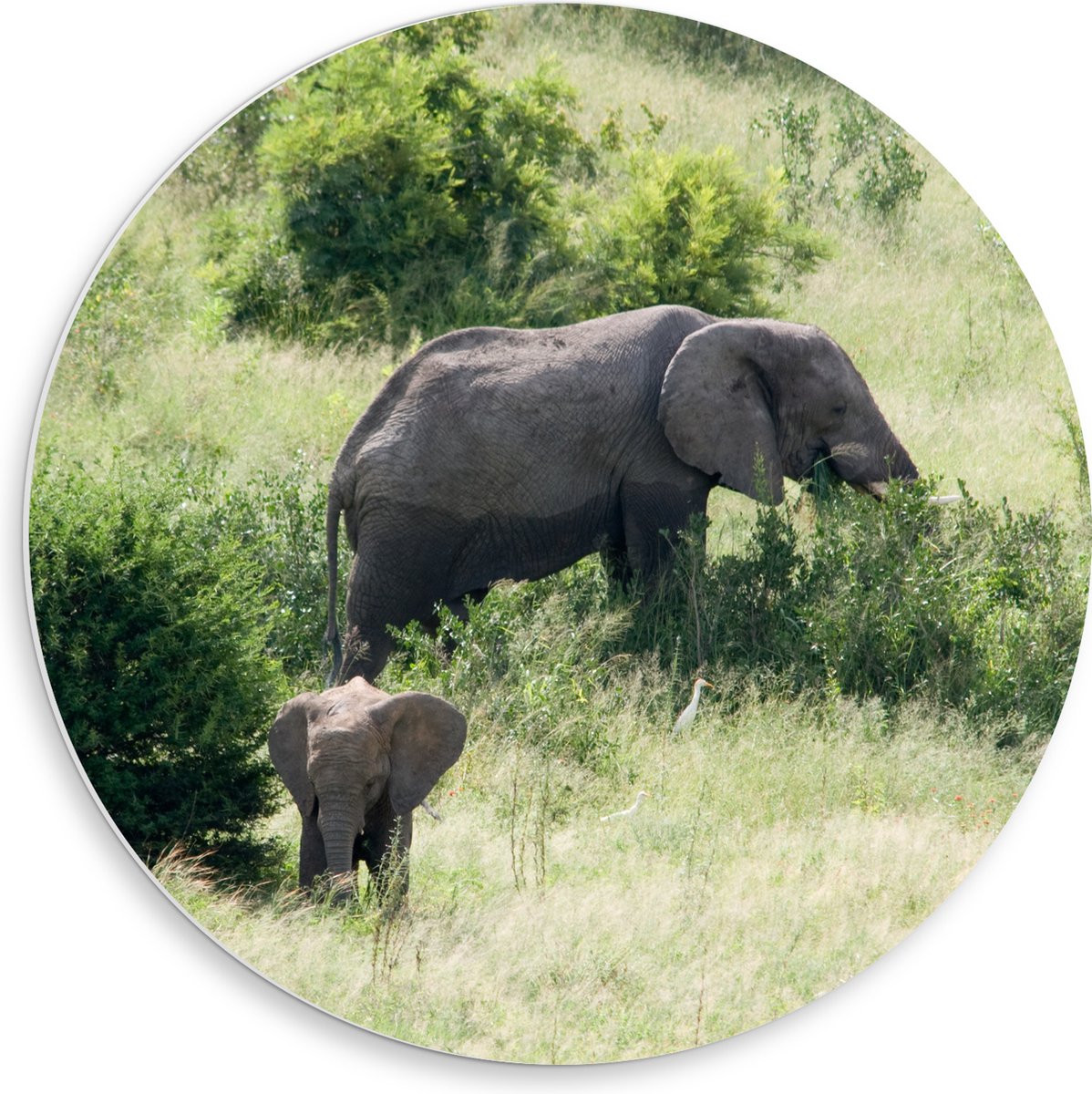 PVC Schuimplaat Muurcirkel - Moeder en Baby Olifant - 50x50 cm Foto op Muurcirkel (met ophangsysteem)