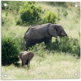 WallClassics - Tuinposter – Moeder en Baby Olifant - 50x50 cm Foto op Tuinposter  (wanddecoratie voor buiten en binnen)