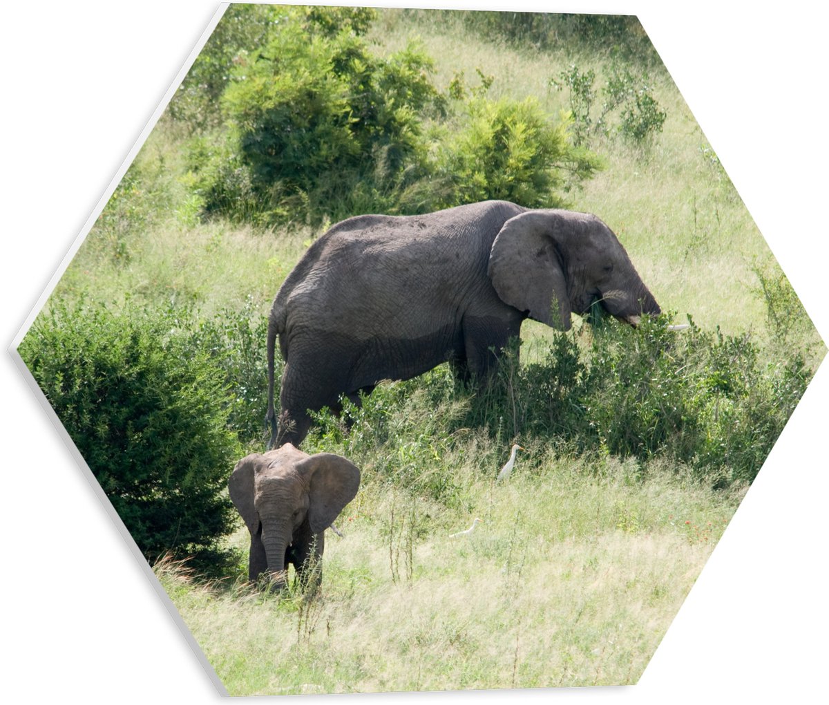 PVC Schuimplaat Hexagon - Moeder en Baby Olifant - 40x34.8 cm Foto op Hexagon (Met Ophangsysteem)