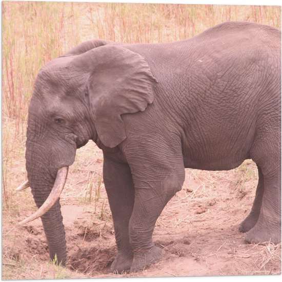 WallClassics - Vlag - Afrikaanse Olifant - 50x50 cm Foto op Polyester Vlag