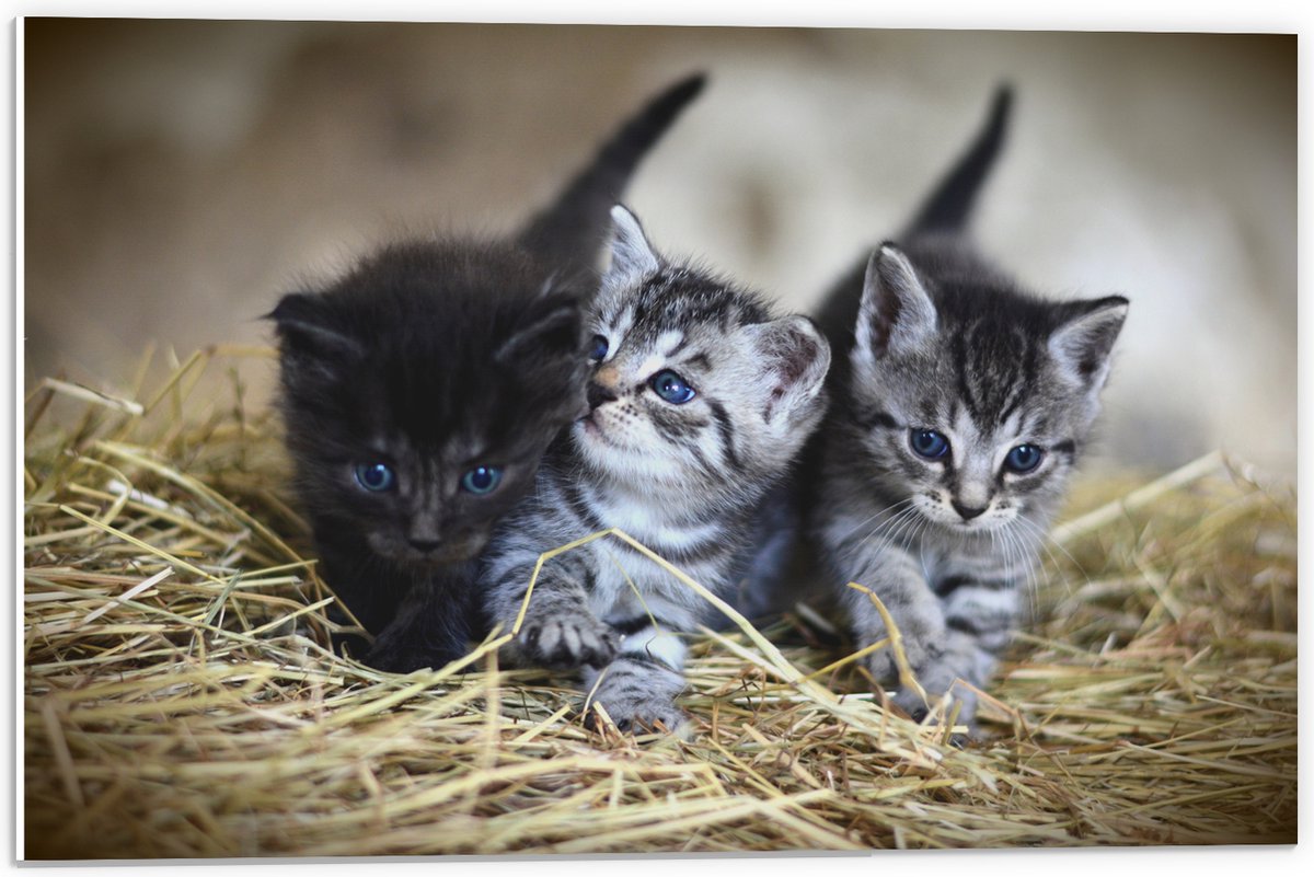 PVC Schuimplaat- Drie Schattige Baby Poesjes - 60x40 cm Foto op PVC Schuimplaat
