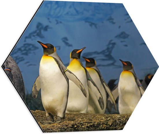 WallClassics - Dibond Hexagon - Keizer Pinguïns op een Rijtje - 50x43.5 cm Foto op Hexagon (Met Ophangsysteem)