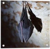 WallClassics - Tuinposter – Slapende Vleermuis Hangend in een Grot - 50x50 cm Foto op Tuinposter  (wanddecoratie voor buiten en binnen)