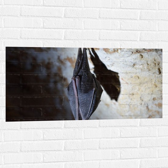 WallClassics - Muursticker - Slapende Vleermuis Hangend in een Grot - 100x50 cm Foto op Muursticker