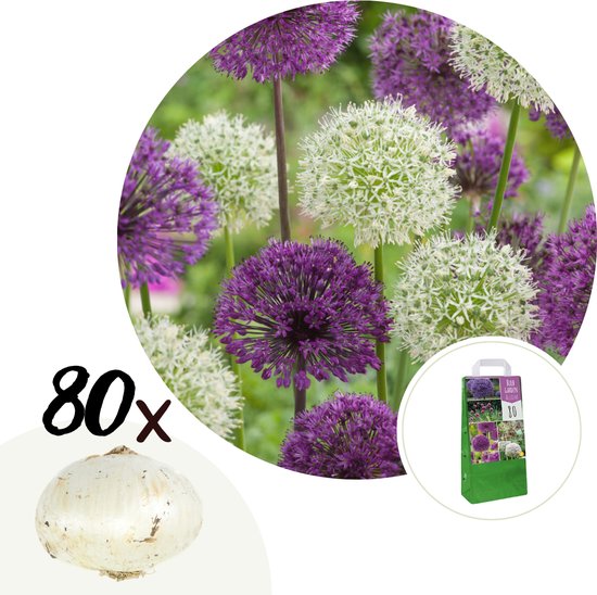 Plant in a Box - Allium Mix - Set de 80 bulbes de fleurs - Oignon  d'ornement - Dans le... | bol.com