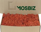 MosBiz Rendiermos Sienna per 500 gram voor decoraties en mosschilderijen